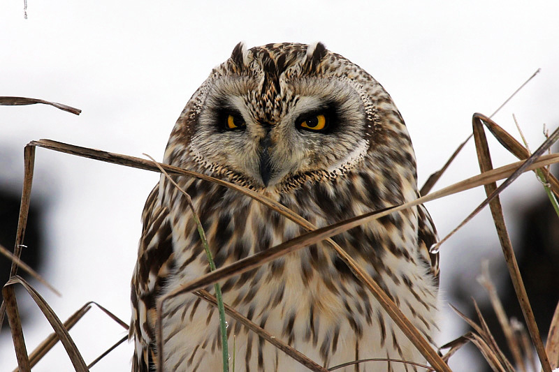 Gufo di palude (Asio flammeus)